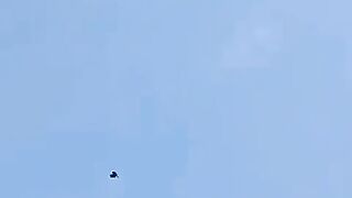 No:33 Peregrine_Falcon_