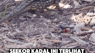 Viral! Kadal di Pantai Ini Terlihat Mengeluarkan Api