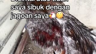 ALFABET88 SABUNG AYAM TERPERCAYA 2026