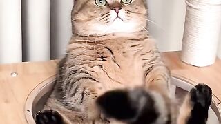 Cat playing air making