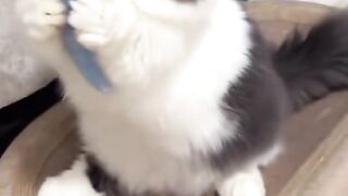 Cat funny playing hungry