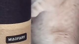 Cat wanna drinking high