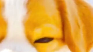 This Little Puppy Saved a Life… You Won’t Believe What Happened Next