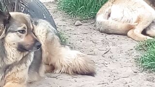 Love Unleashed: Enjoy a romantic Dog montage with soothing Music