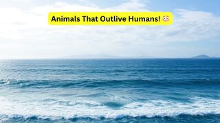 7 Animals That Live Longer Than Humans ???? Discover Nature’s Centuries-Old Survivors!