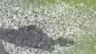 Mau CUACA seperti apa BUDIDAYA lele harus tetap JALAN