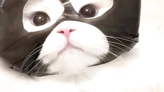 Funny Cats #cute #funny #pets 2