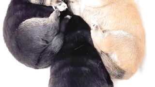 There's nothing better in this world than a cute, innocent, sleeping pup 3