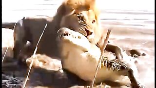 This hippo left his group and walked straight into lion territory