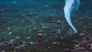Di kedalaman laut kutub, terdapat fenomena menakjubkan