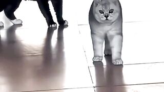 Cute cats #cat #cute #prettycat