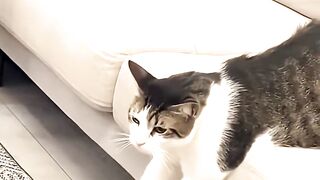 Cute cats #cat #cute #prettycat #catlovers