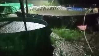 Usaha BUDIDAYA LELE harus tetap BERJALAN bagaimana pun CUACANYA