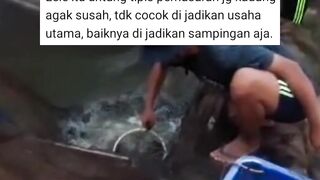 SIAPA BILANG budidaya lele tidak bisa dijadikan USAHA UTAMA