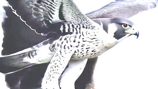 Fastest Bird on Earth Targets a Golden Eagle #wildlife #nature #falcon #goldeneagle 2
