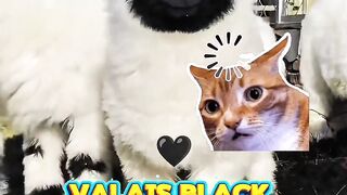 Domba paling lucu di dunia #domba #sheep #wool #fyp #fyppage