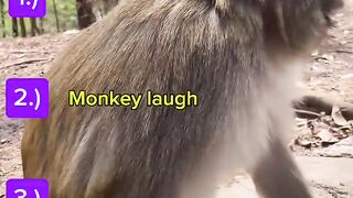 Monkey laugh