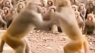 big fighting see this video