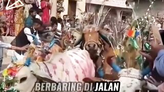 Ritual Ekstrem Jelang Diwali Orang Orang Rela di injak injak oleh SAPI ????????