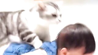 Others Cat vs My Cat #cat #funnyanimals #funnycats #cute #funnycute