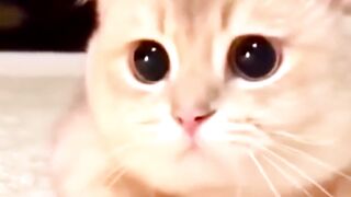 Cute and funny cats 5