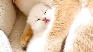 You Won’t Resist This Sweet Cutie Kitten