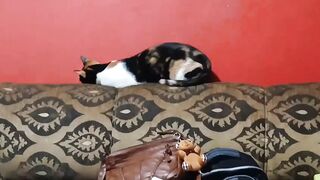 A saga de uma gata para encontrar onde descançar