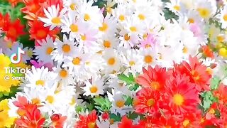 The flowers of beautiful 6