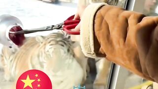 Gara-Gara Turis, Harimau Ini Sampai Harus Diet!