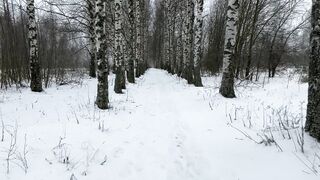 Winter solstice - serene winter walkway lined with birch trees | Trending HD Video