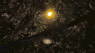 Glowing Night: Streetlight Shining Through Dense Tree Foliage