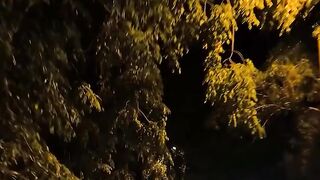 Night Ride: A Quiet Journey Down a Tree-Lined Road