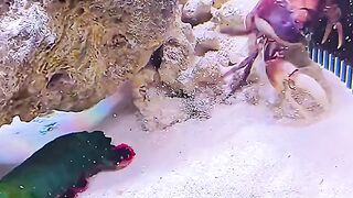 Mantis shrmip vs other sea fishes