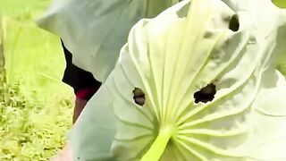 Sun protection Lotus