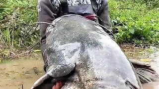 The biggest catfish