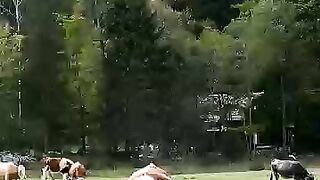 Cows have best friends! ???? Watch till the end for more surprising facts! CowFacts AnimalFacts.