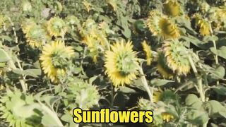 You Won’t Believe What Sunflowers Can Do!