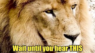 You Won’t Believe These Lion Facts!