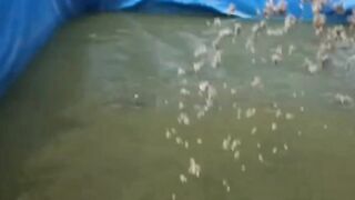 KOLAM INI yang saya GUNAKAN dulu saat BELAJAR budidaya lele