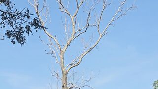 birds singing in the trees