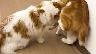 Two Cute Cats Playing Together ???? So Adorable!