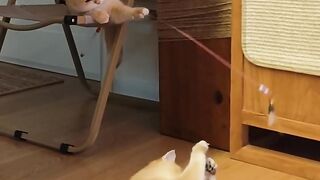 What a rare sight! One cat is teasing another cat????