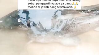 Cara BUAT pakan ALTERNATIF pengganti CACING SUTERA