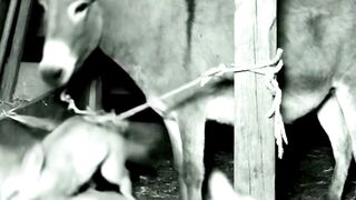 Mothers of all species are almost the same