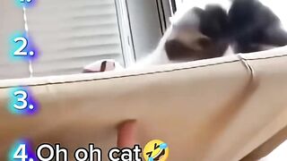 Funny Cat 87
