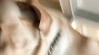 Dog so funny ????????