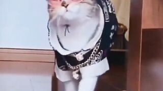 New cats style