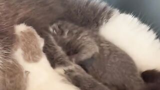 Cute animals make happy part 4