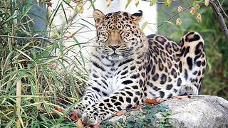 The Tiger || Fast running animals