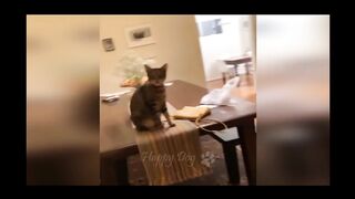 Pets funny video, cats funny video